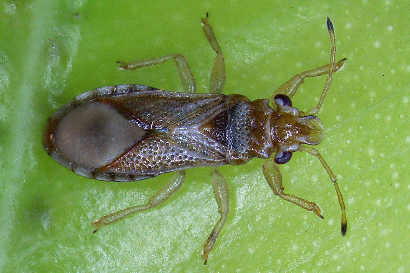Bronze bug, Winter bronze bug / Thaumastocoris peregrinus