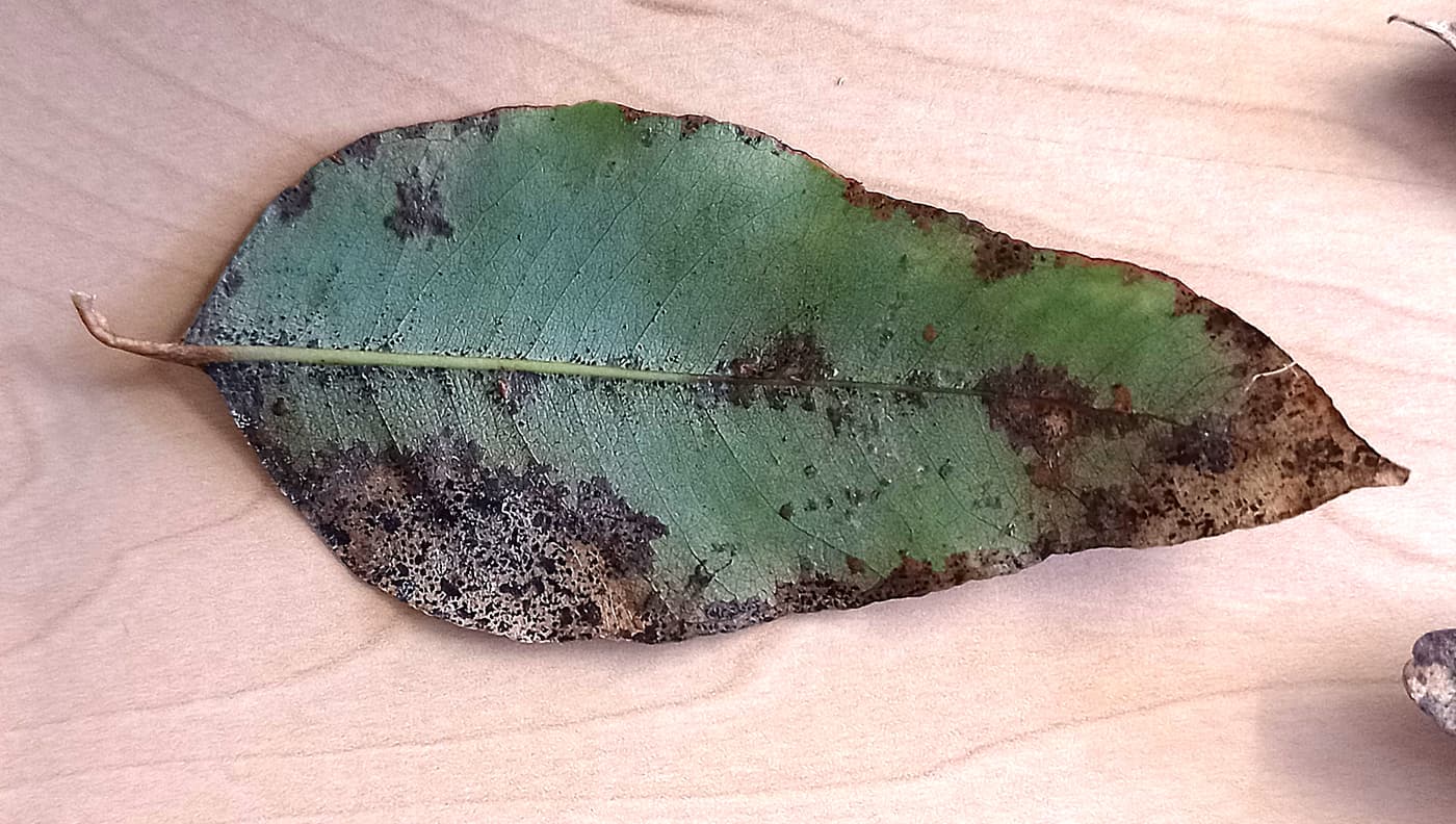 Teratosphaeria leaf Blight