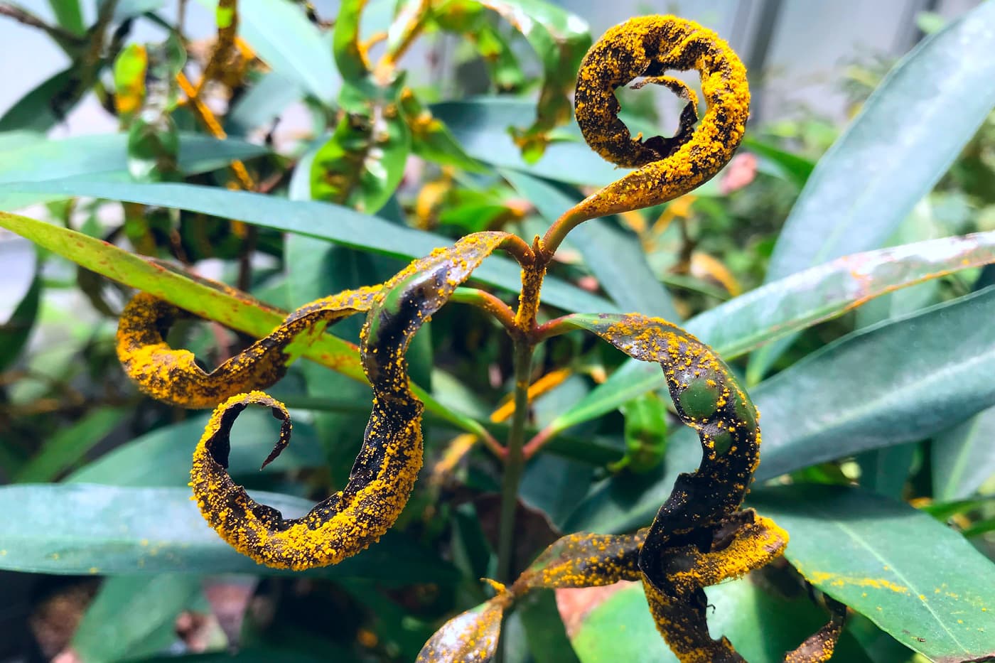 Extensive damage caused by A. psidii on Syzygium jambos