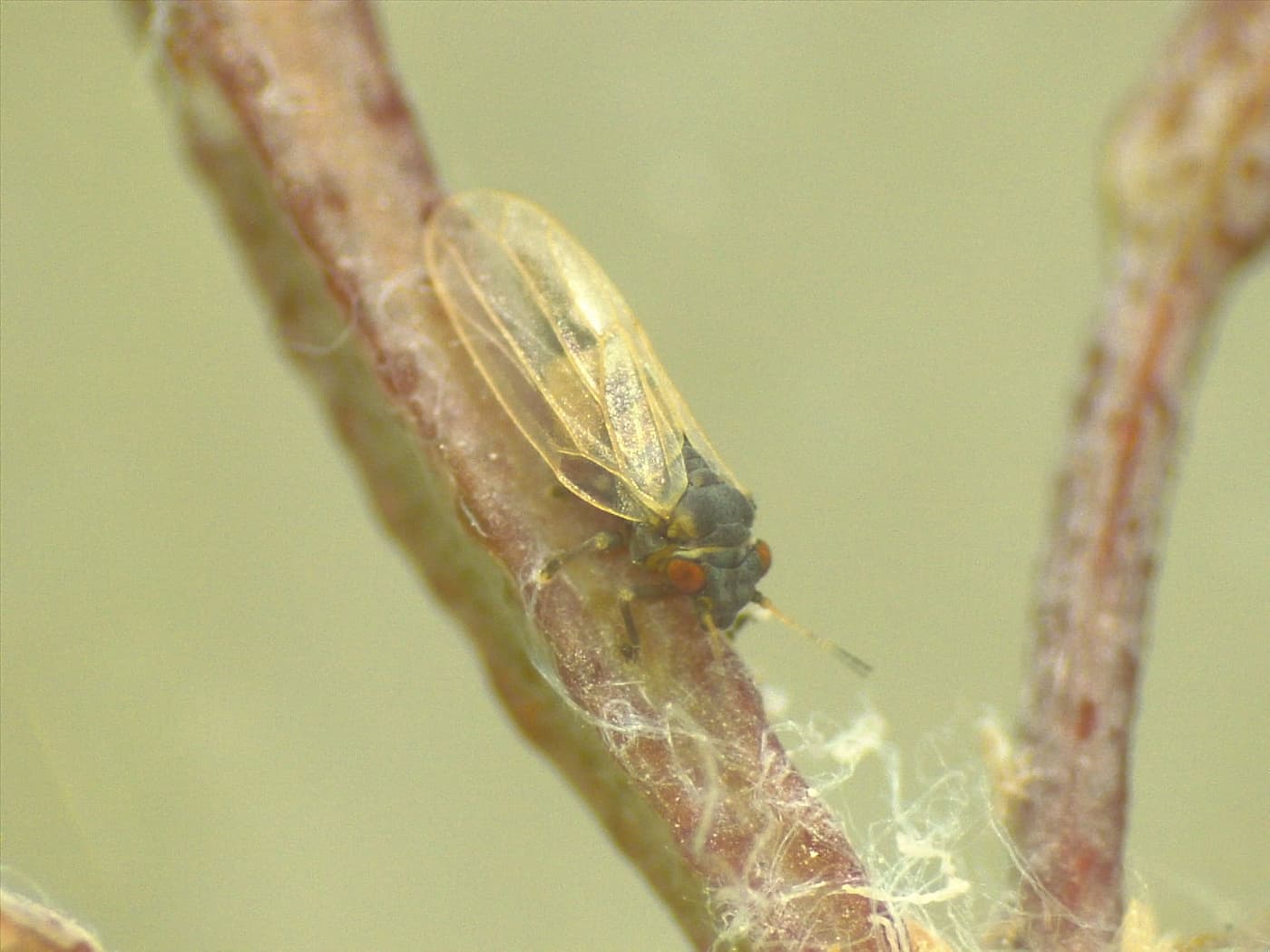 Blue gum psyllid/ Ctenarytaina eucalypti