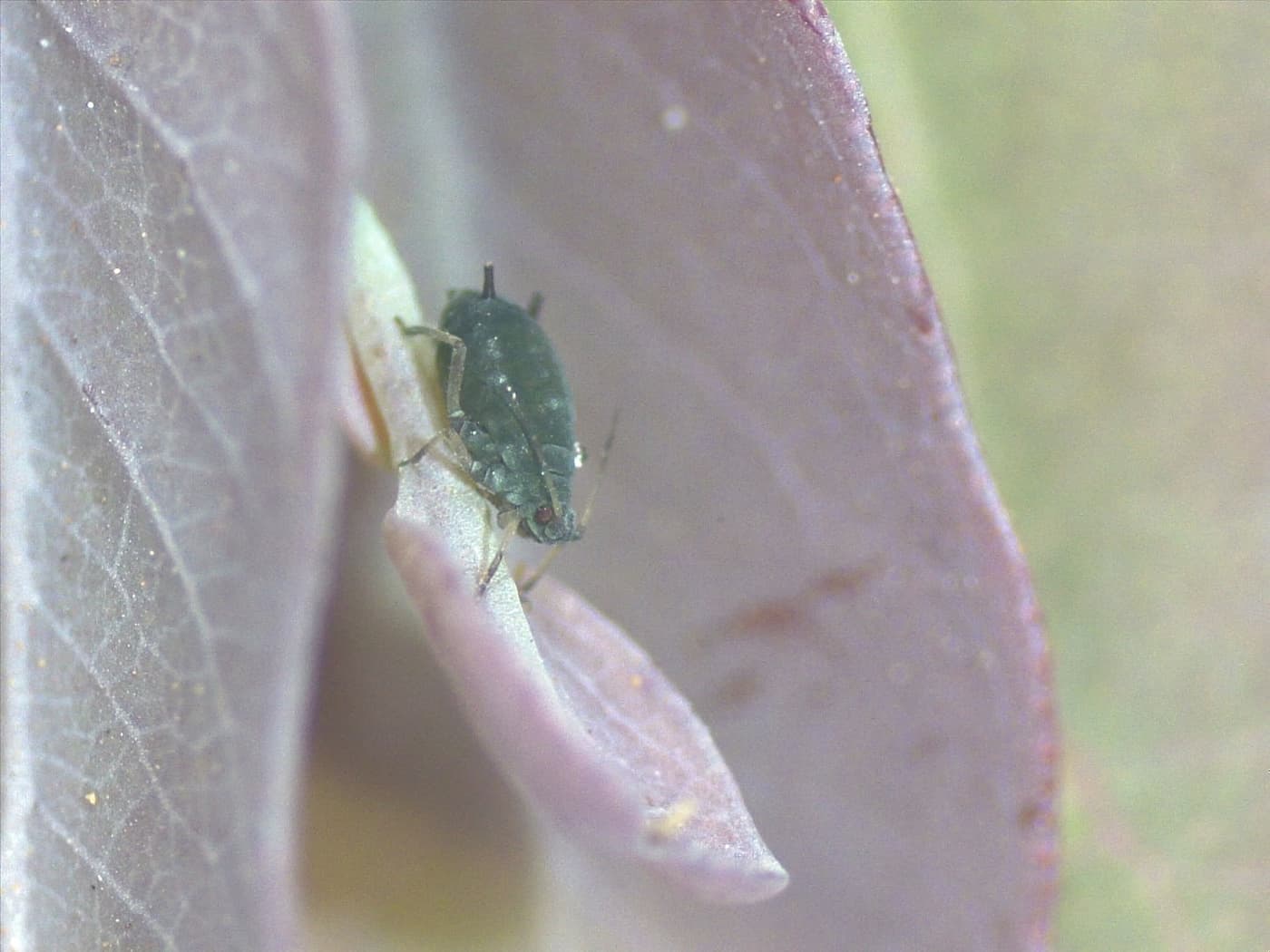Cotton-melon aphid/ Aphis gossypii
