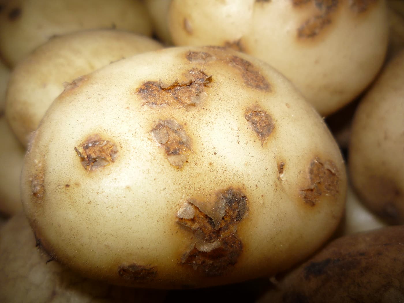 Potato Pathology Programme research group