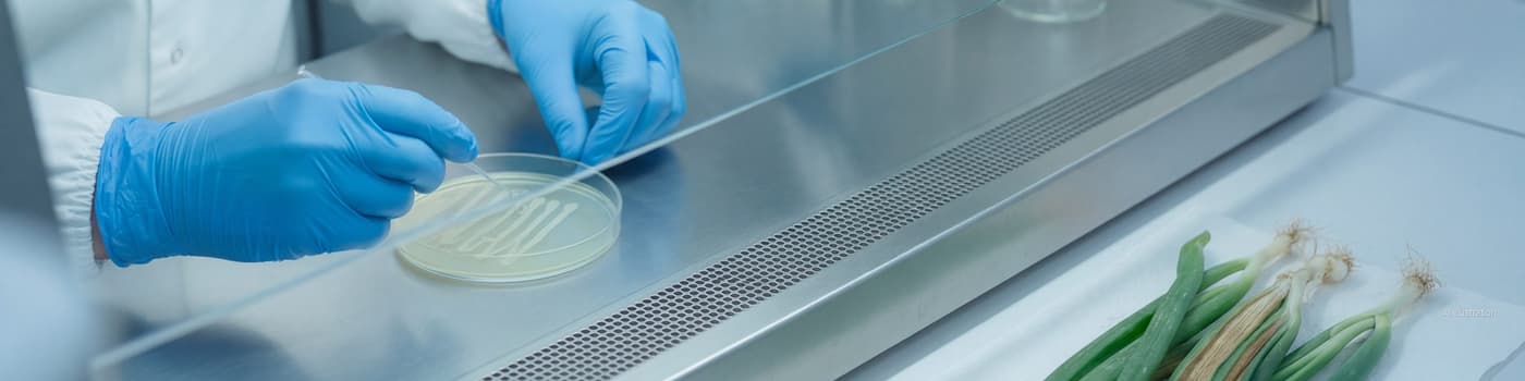 Gloved hands streaking bacteria on a yellow agar plate in a laminar-flow cabinet, onion leaves with blight streaks on the bench (illustration)
