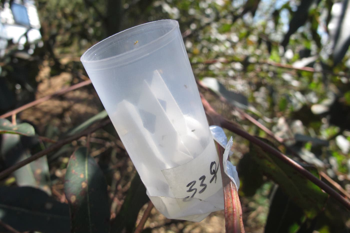 A new biocontrol agent for the eucalypt gall wasp, <i>Leptocybe invasa</i>
