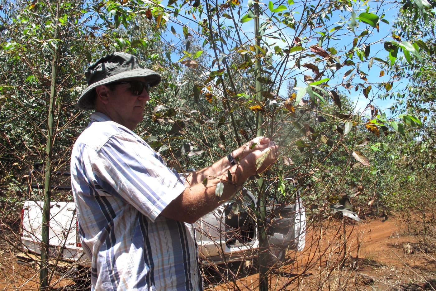 A new biocontrol agent for the eucalypt gall wasp, <i>Leptocybe invasa</i>