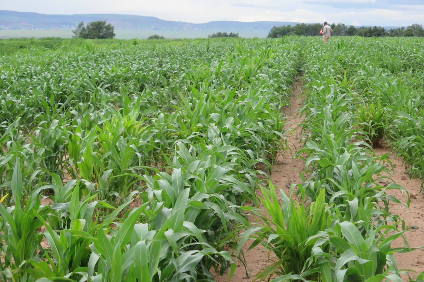 Disease screening of maize genotypes in the Eastern Cape