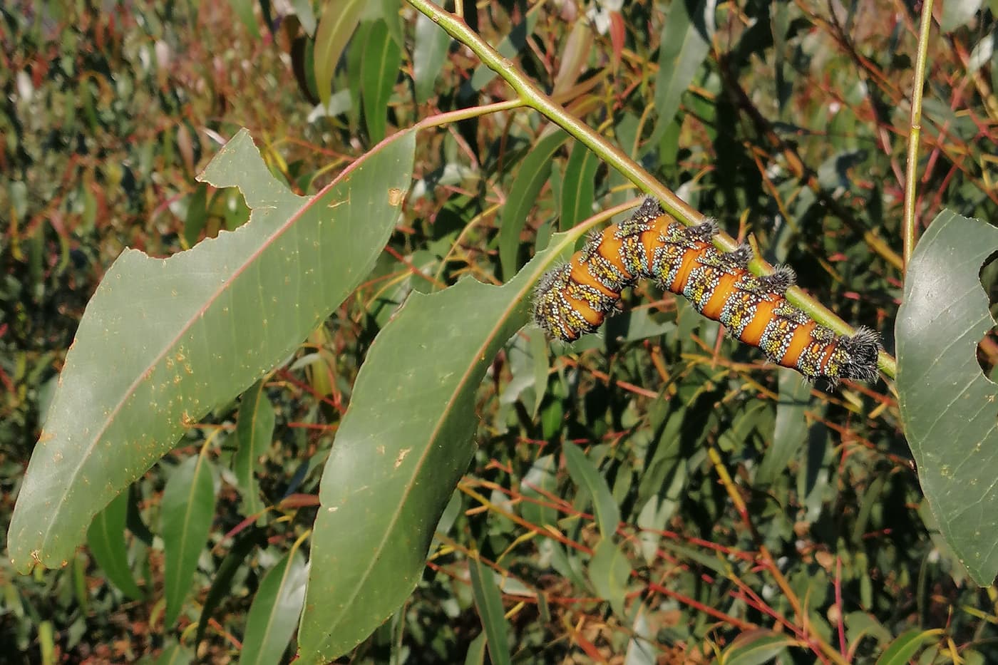 Bagworms from wattle and pine emperor larvae from… <i>Eucalyptus</i>!