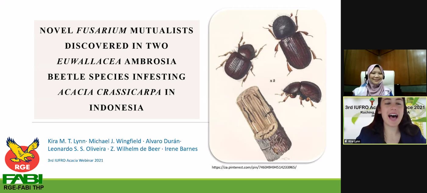 FABI researchers make an early start to present at the 3rd IUFRO <i>Acacia</i> webinar