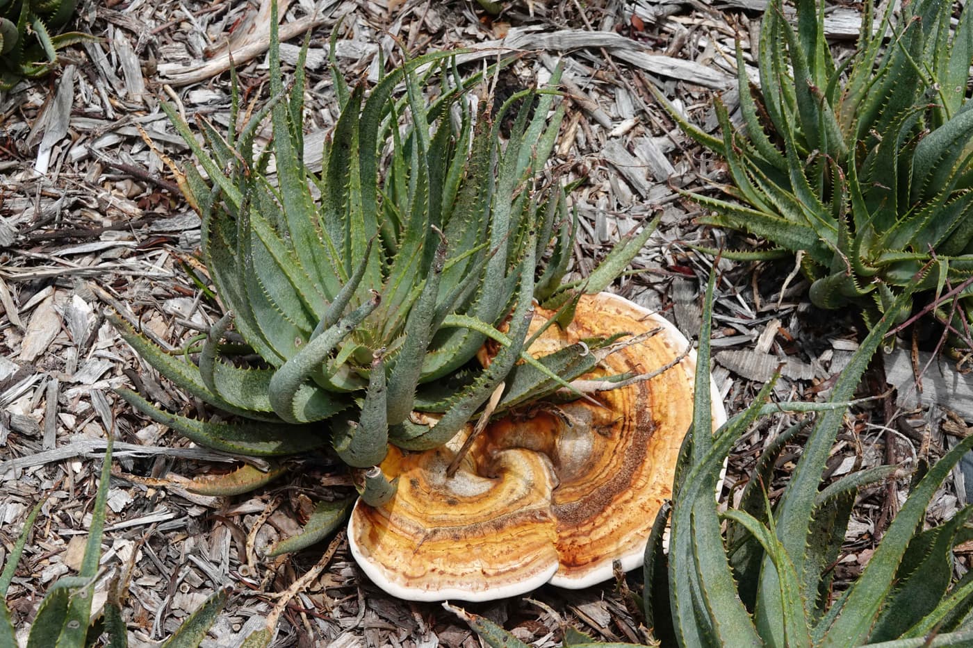 The root rotting fungus <i>Ganoderma</i> strikes UP campus trees