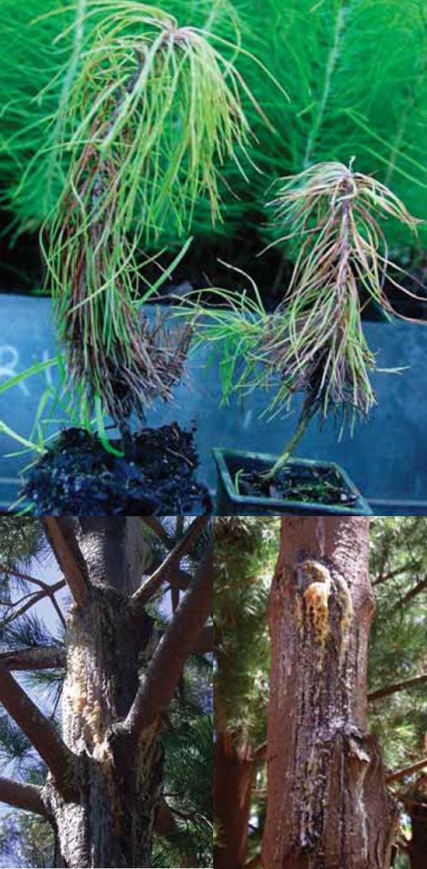 FABI-ICFR-Industry alliance publishes a special issue of Southern Forests