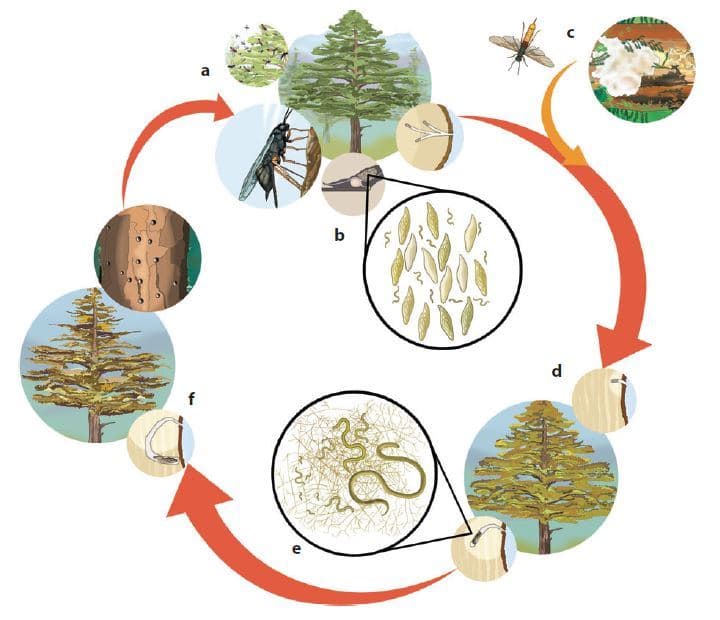 FABIans publish an important review on the Sirex woodwasp