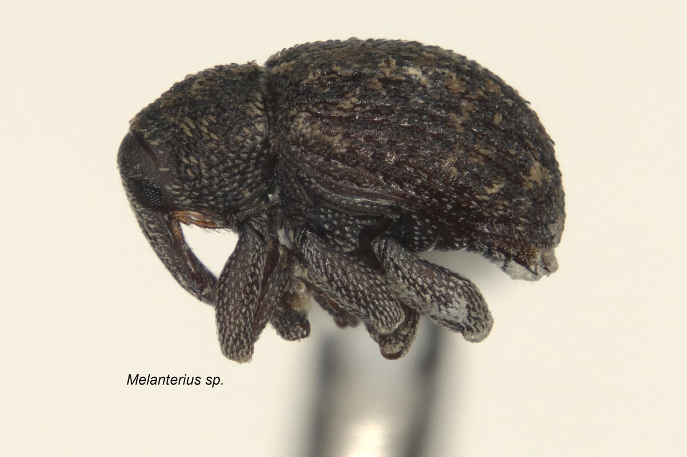 Two new Wattle pests detected