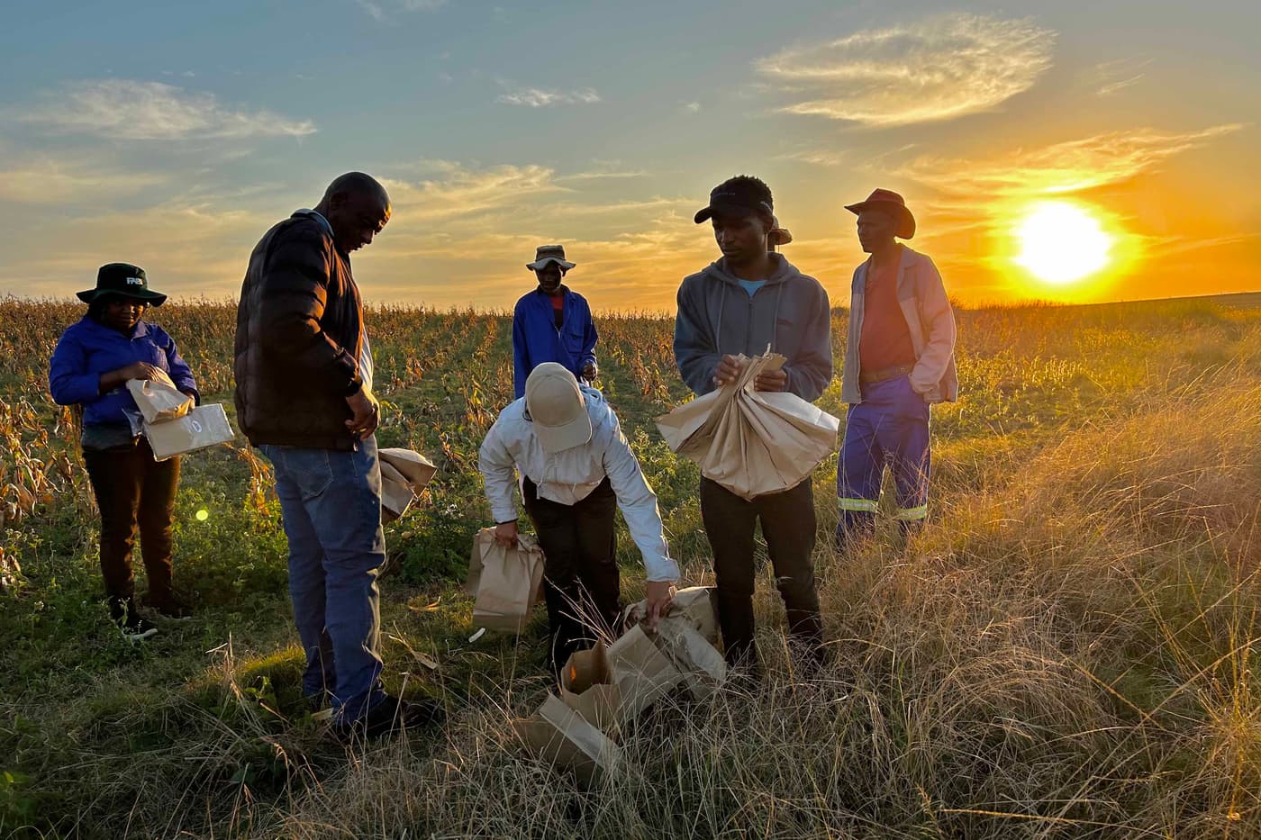 Collecting maize ear rots in the Eastern Cape