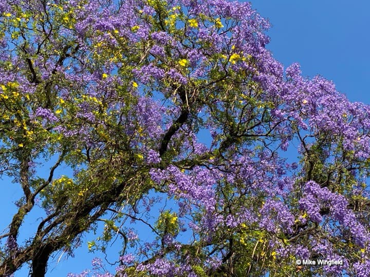 An on-line symposium celebrating Jacaranda month in Pretoria