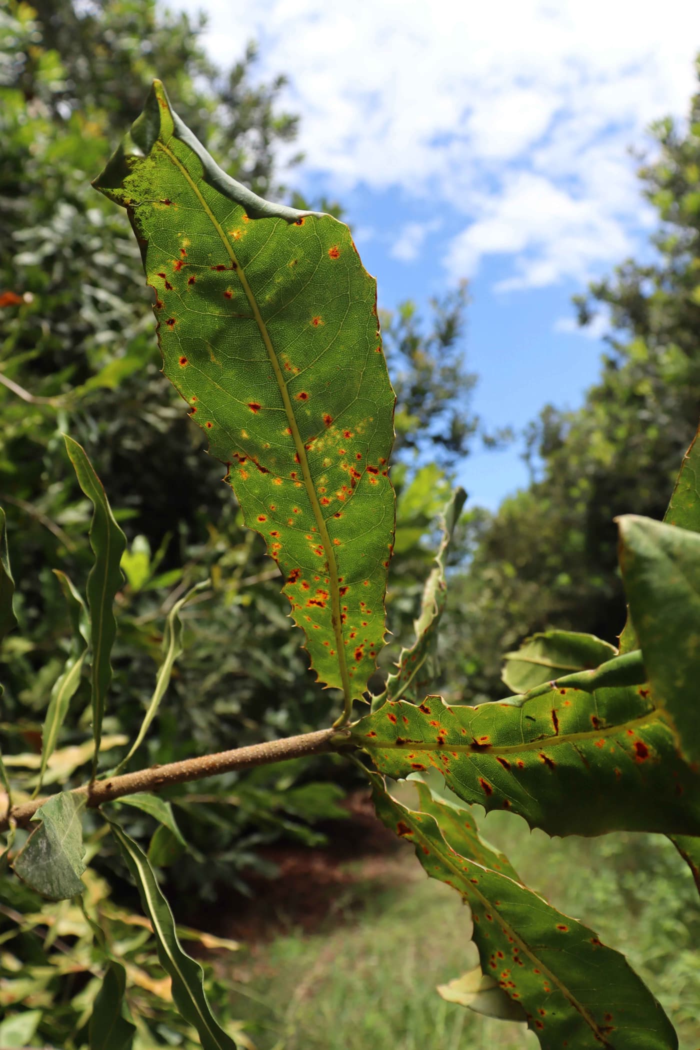 On-going macadamia pest and disease monitoring