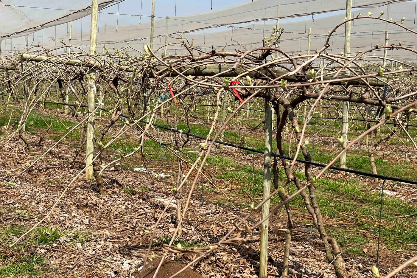 The KPP team gets ready for the new Kiwifruit season
