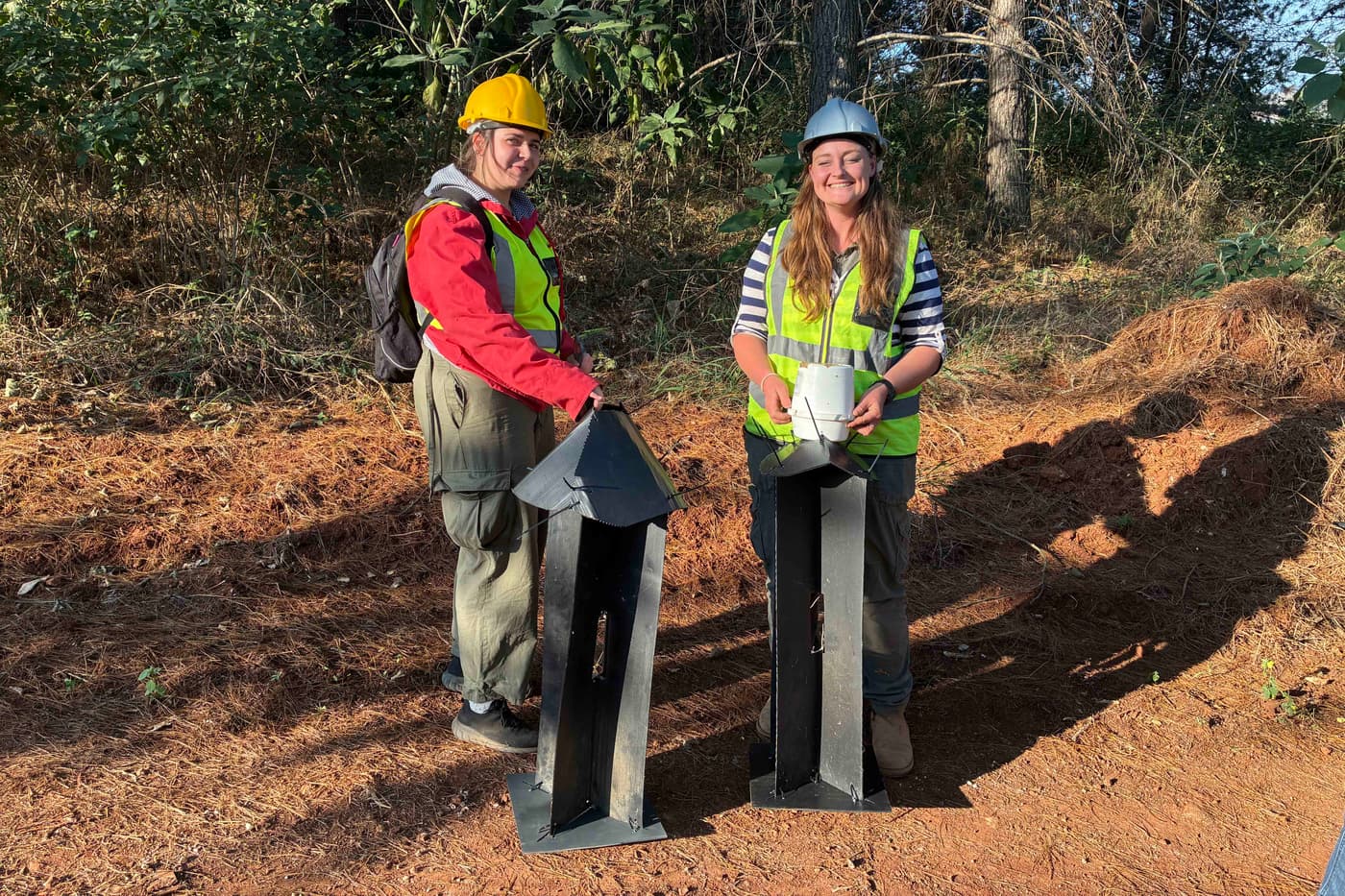 FABI researchers study fungi associated with pine bark beetles in South Africa