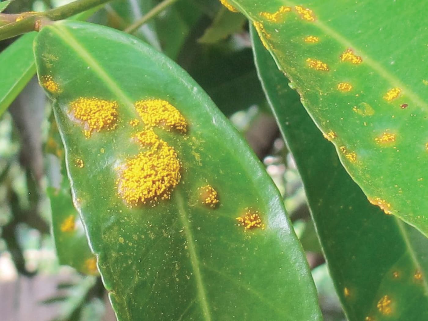 Myrtle rust pathogen, <i>Puccinia psidii</i>, spreading in South Africa