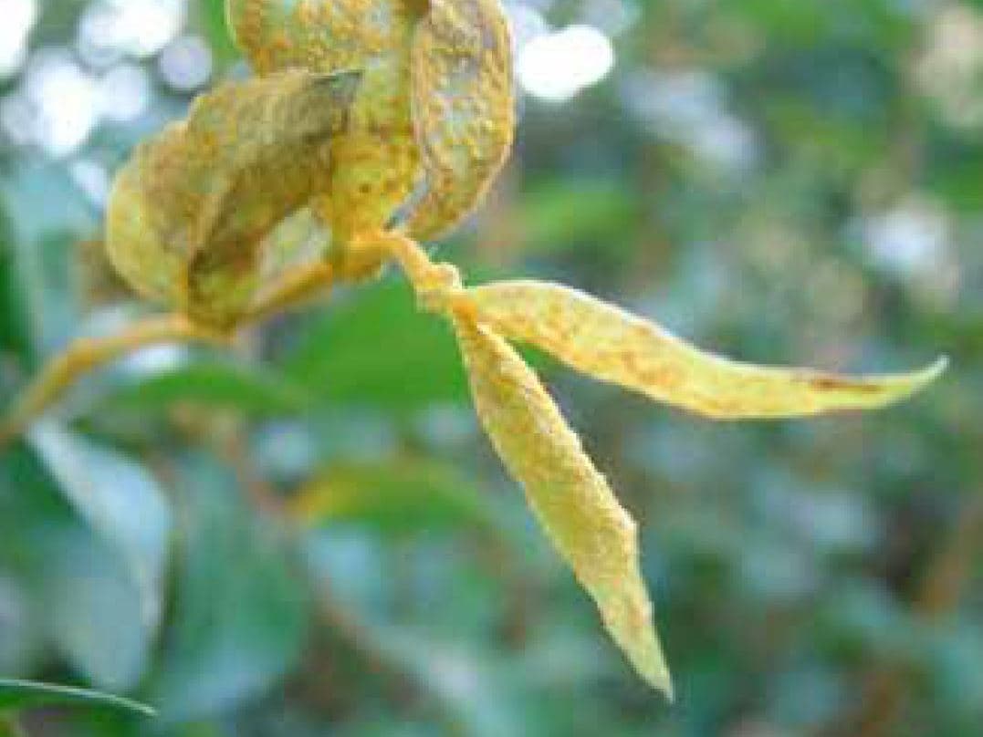 Myrtle rust pathogen, <i>Puccinia psidii</i>, spreading in South Africa