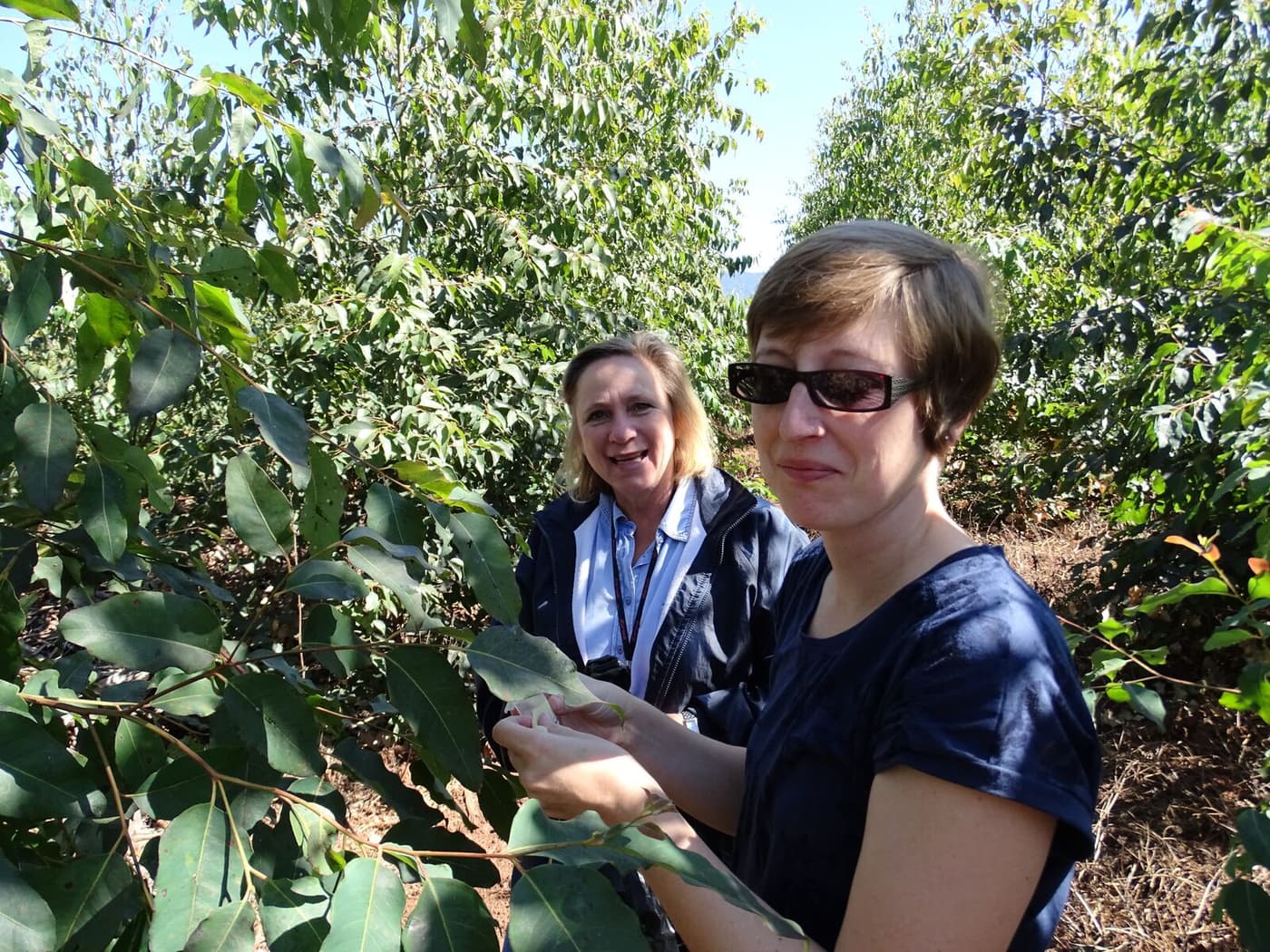 TPCP researchers release biocontrol agent for the red gum lerp psyllid