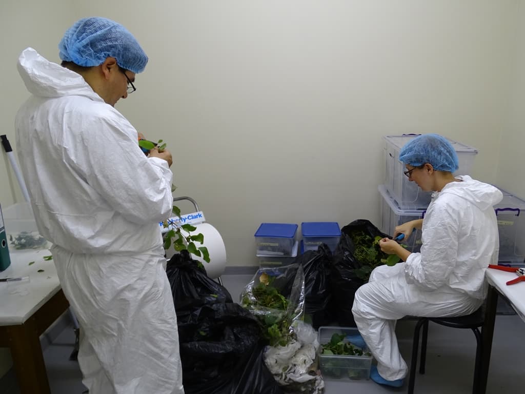 Two more biocontrol agents arrive at the FABI biocontrol centre