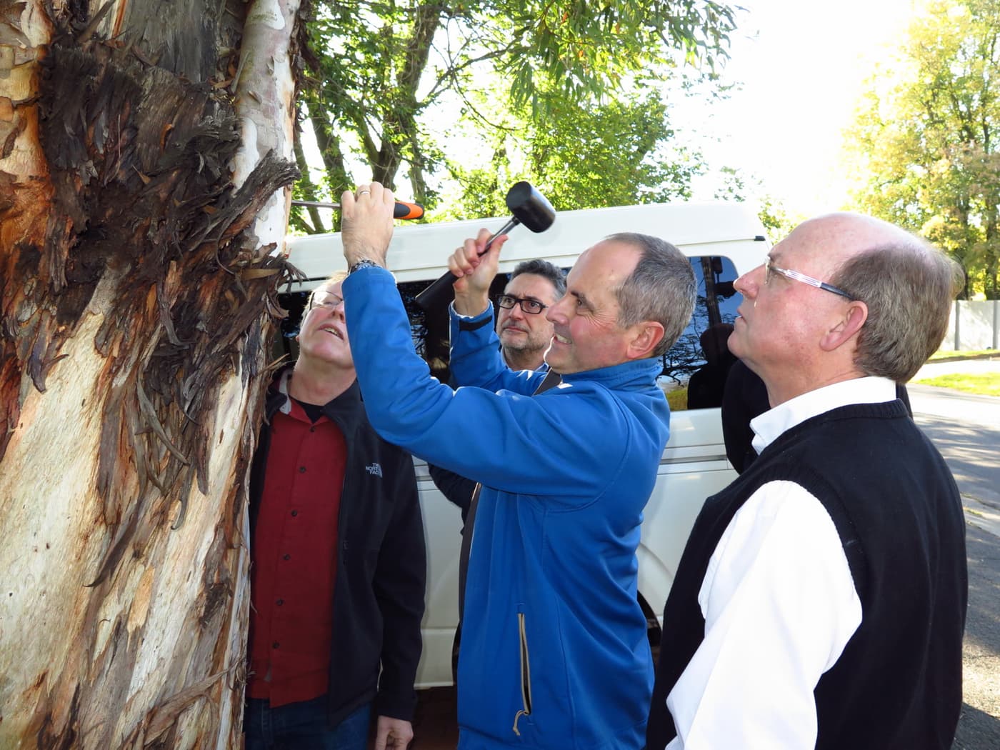 Tree health experts inspect PSHB infestation in Johannesburg suburbs