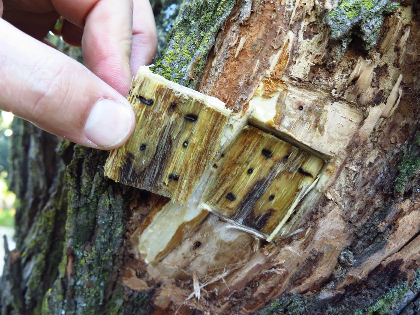 Tree health experts inspect PSHB infestation in Johannesburg suburbs