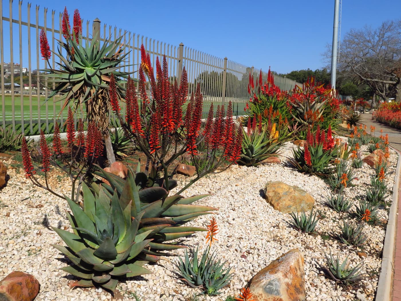 FABIans take in spectacle of aloes in full bloom