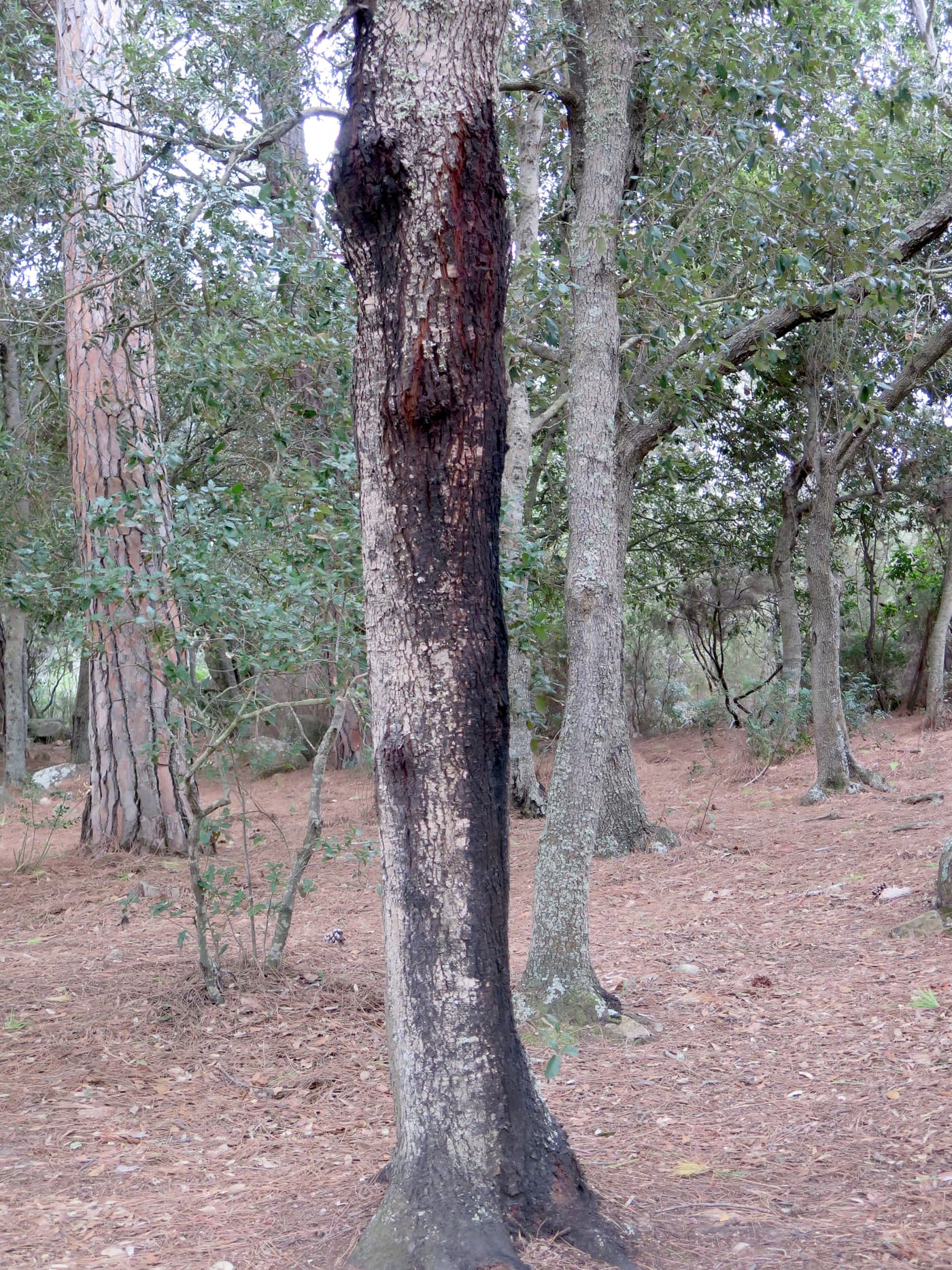 FABI postdoc attends IUFRO Phytophthora conference in Sardinia