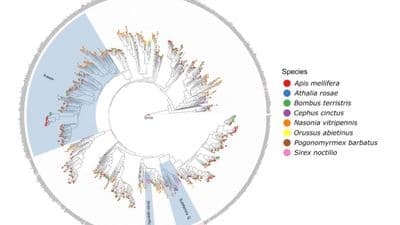 Genome and transcriptome-based identification and expression profiling of chemosensory gene families across developmental stages and tissues in Sirex noctilio (Hymenoptera: Siricidae)