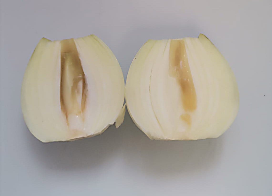 Onion bulb rot