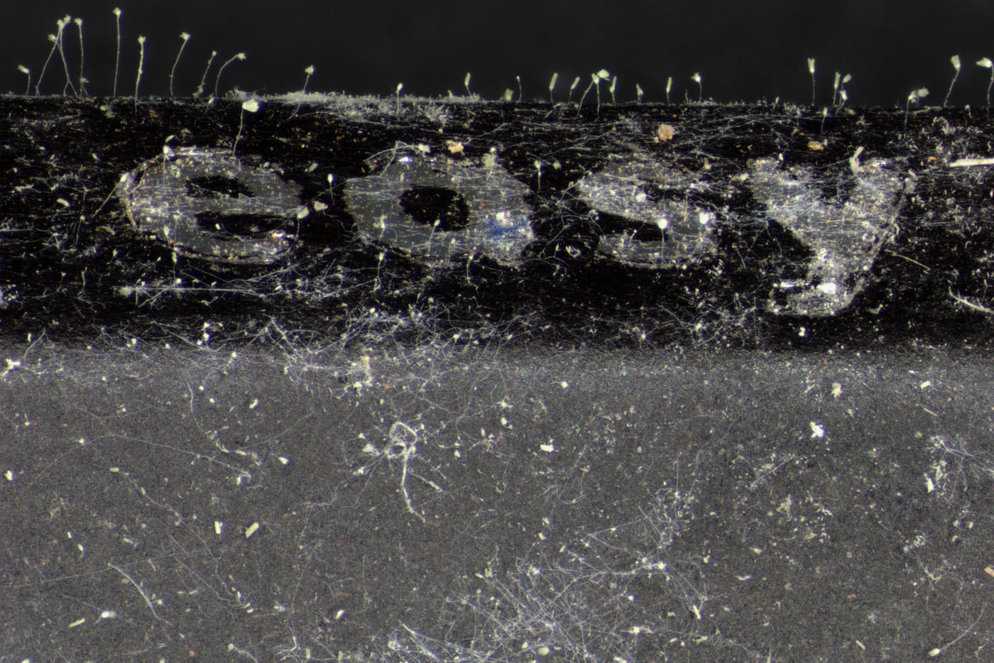 Fungi in FABI lockdown! Discovering unexpected and hidden mycological gems