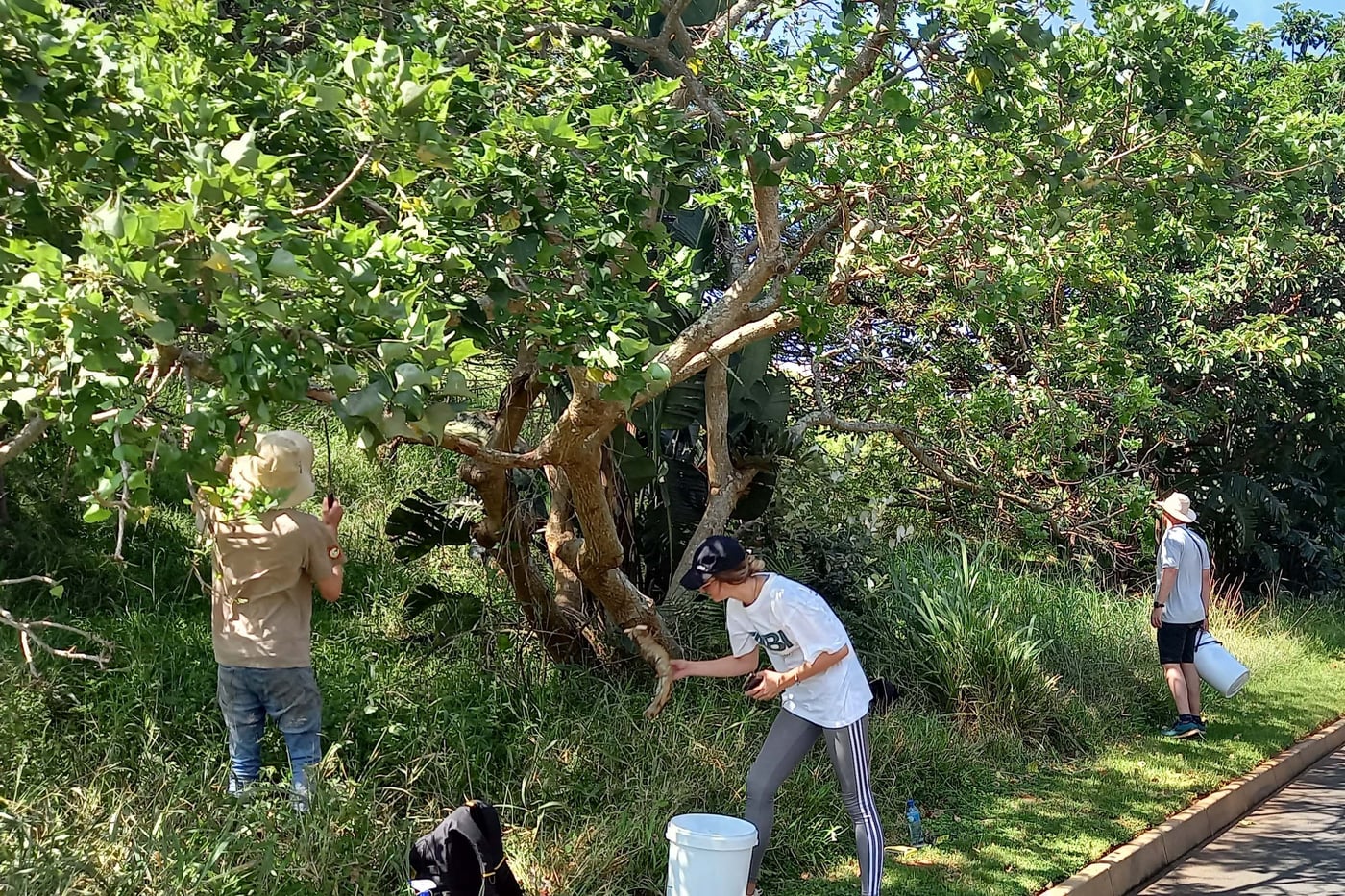 Collection of ambrosia beetle infested material in Durban