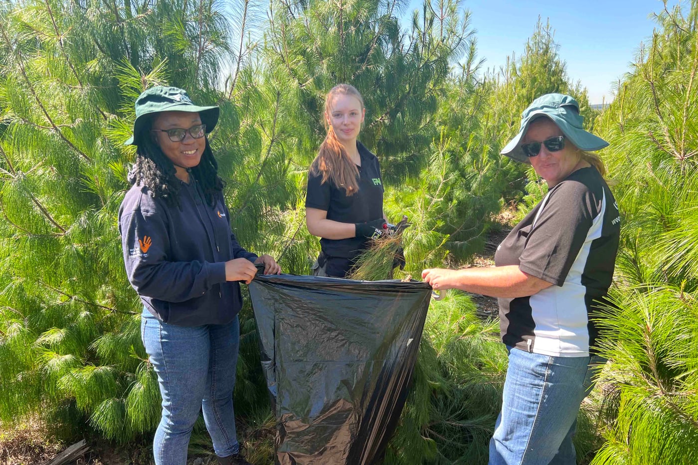 Pines for Pitch canker screening