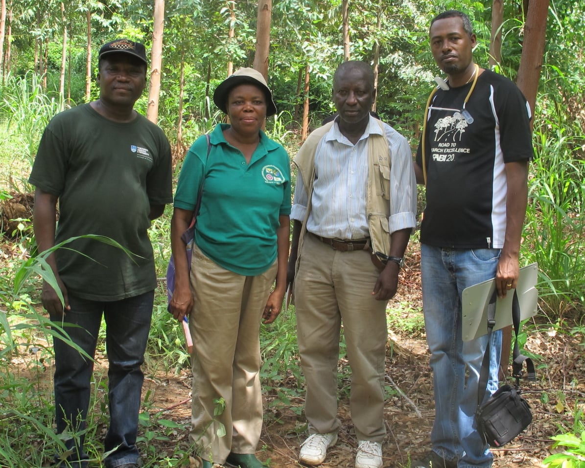 Eucalypt insect pest survey in Ghana and Sierra Leone