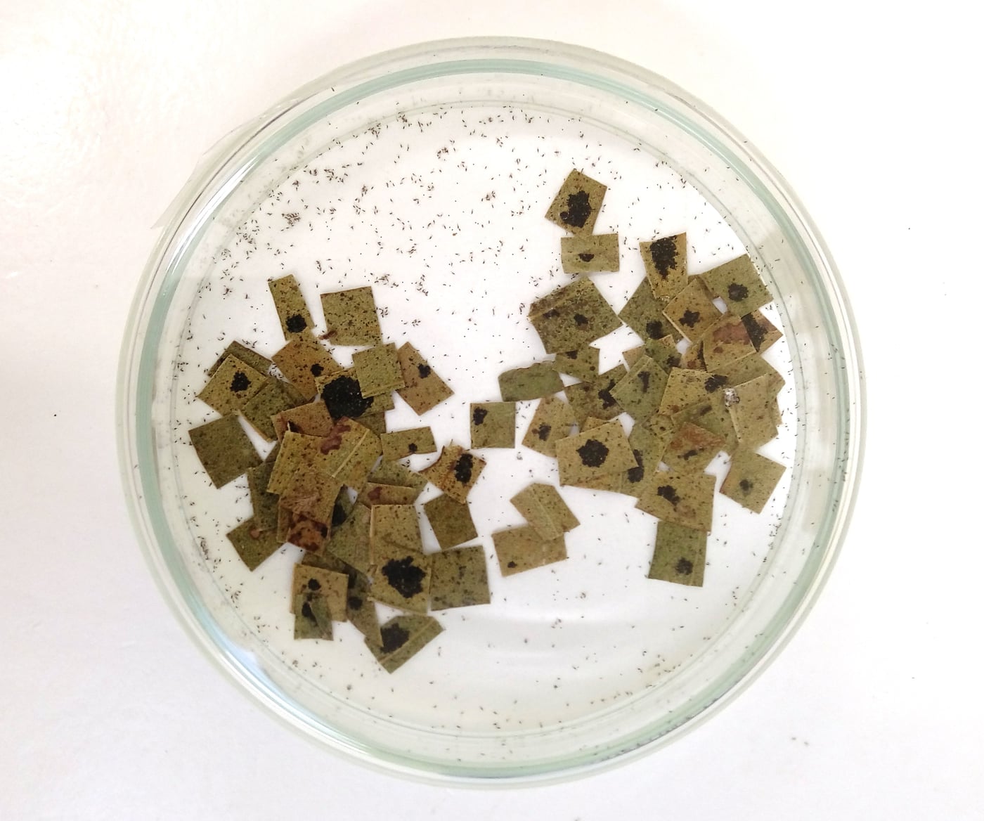 FABI ships biocontrol agent to Uganda