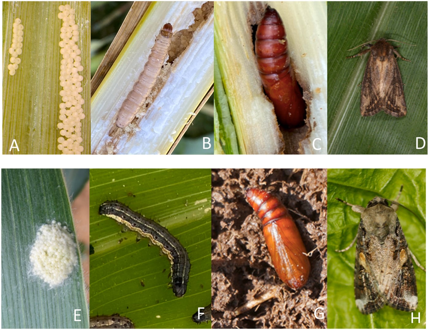 Have you seen the following stages of this insect on your crops?