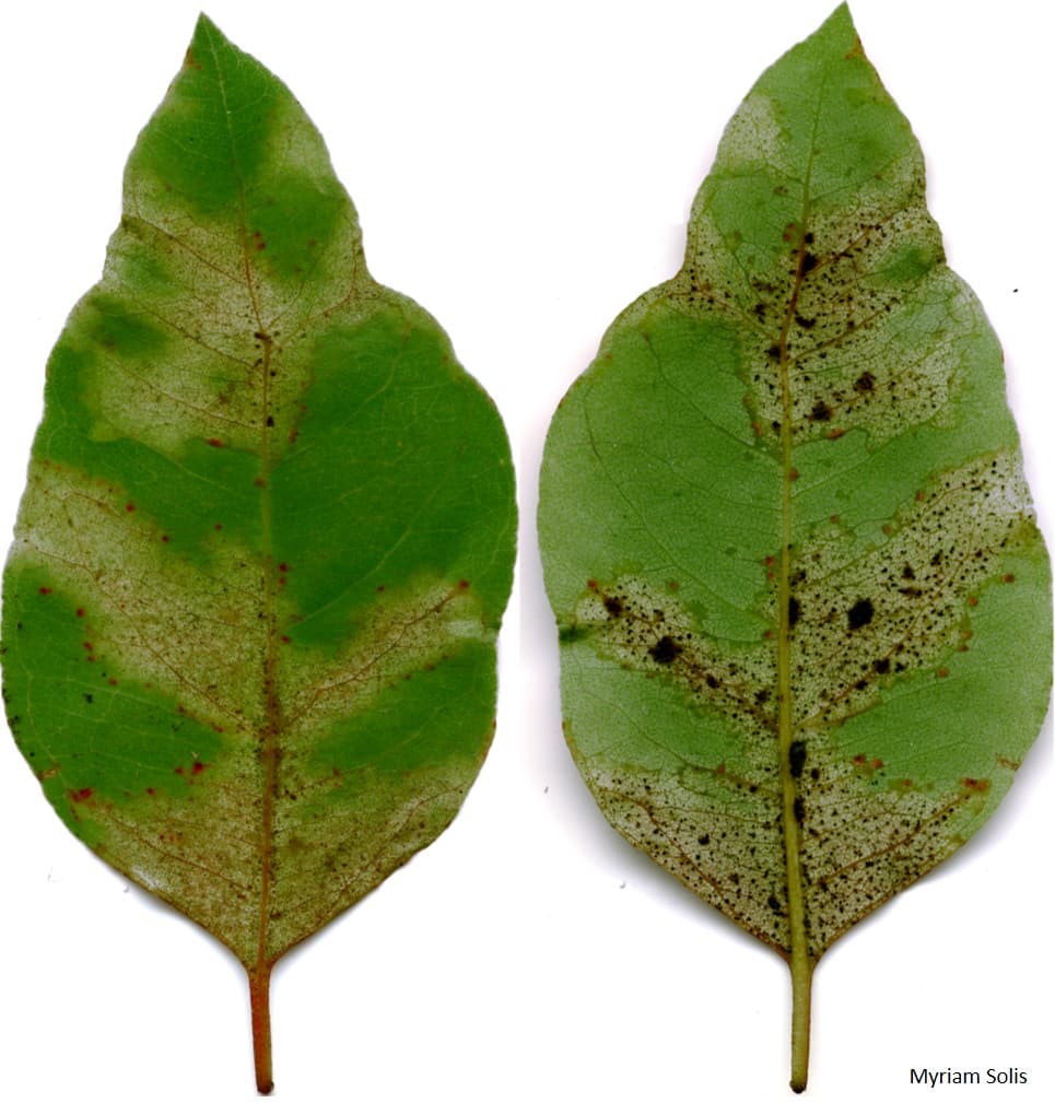Teratosphearia Leaf Blight / Teratosphaeria destructans