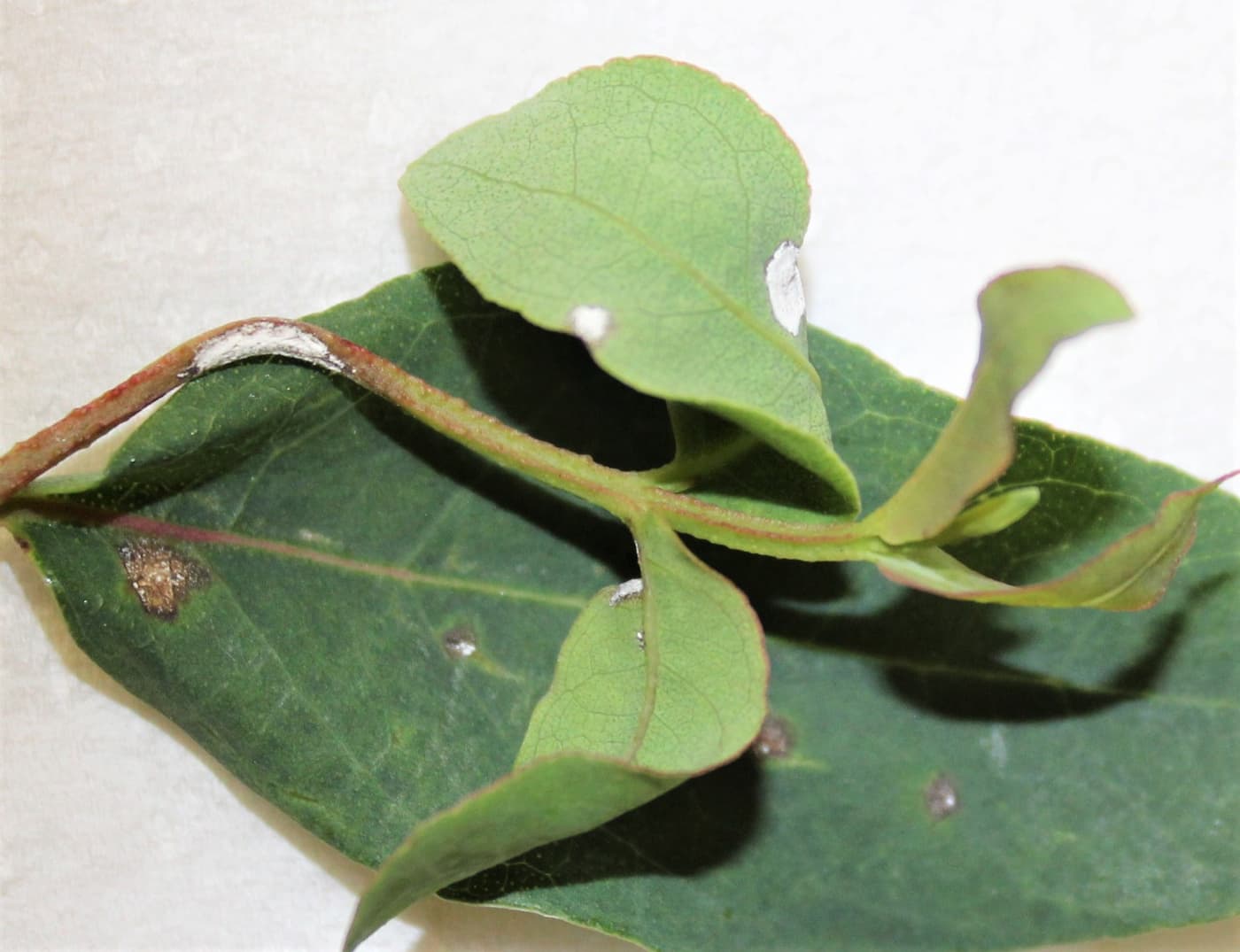 Quambalaria leaf and shoot blight