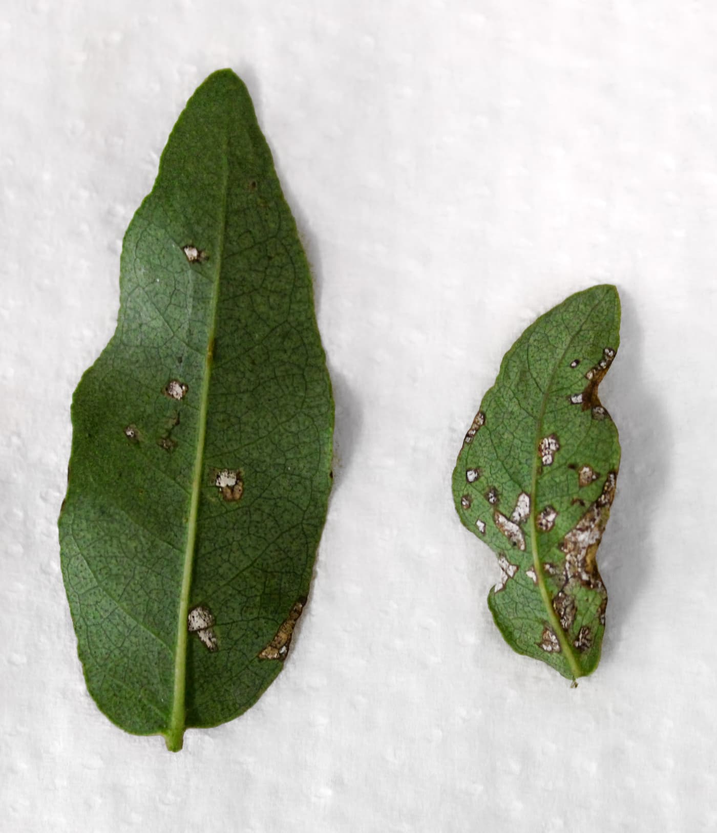 White spore masses on leaves