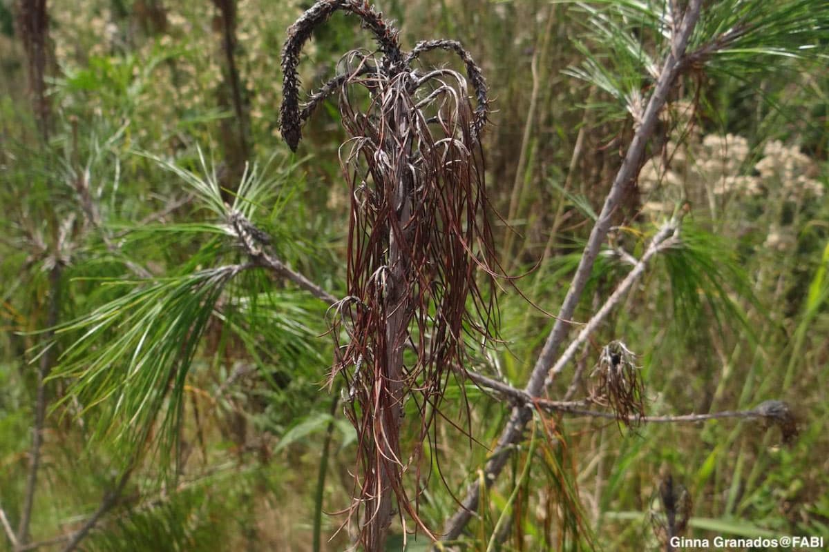 Advance damage of Diplodia sapinea on Pinus sp