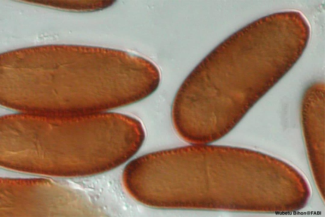 Conidia of Diplodia sapinea