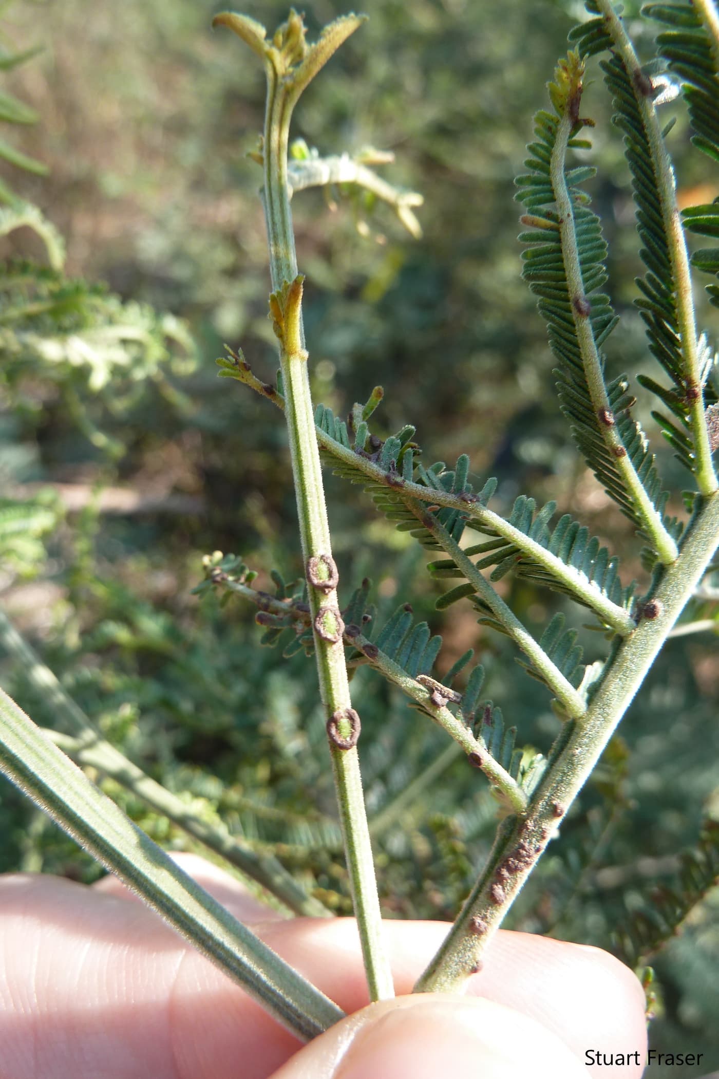Wattle rust caused by Uromycladium acaciae