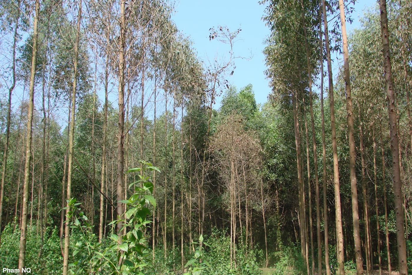 Calonectria leaf blight in Eucalyptus plantation