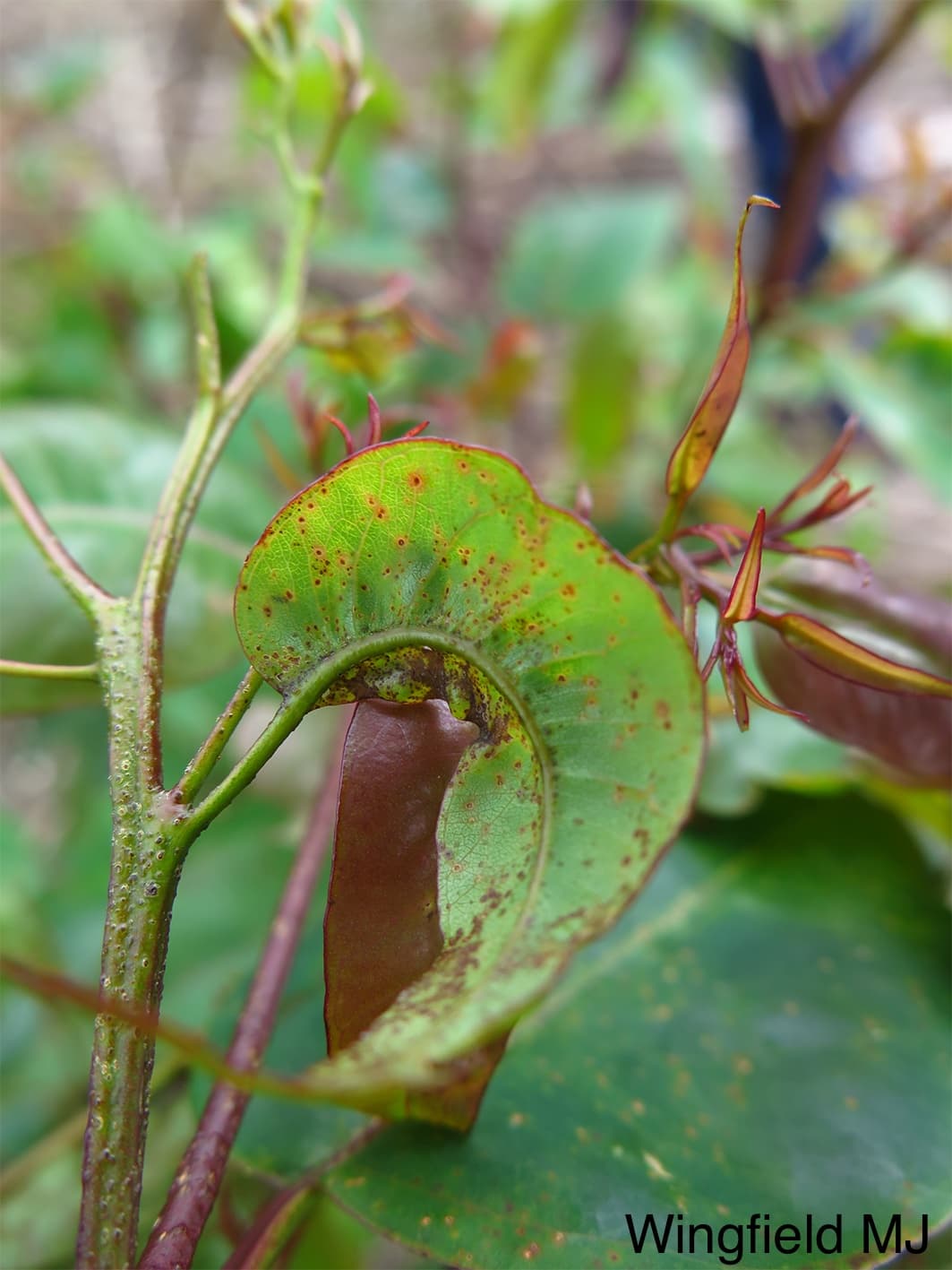 Malformation of leaves and shoots