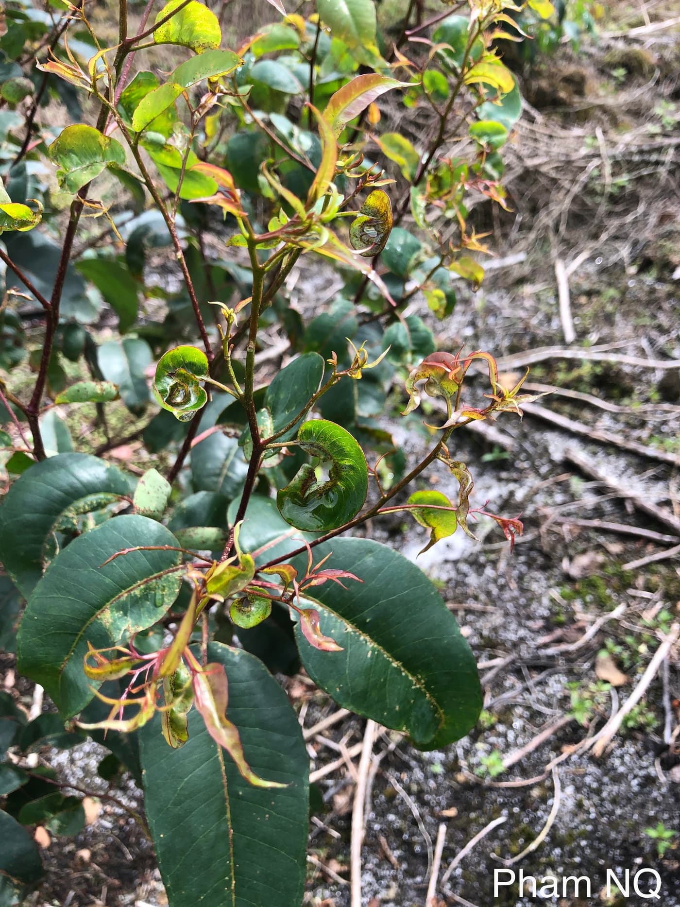 Malformation of leaves and shoots