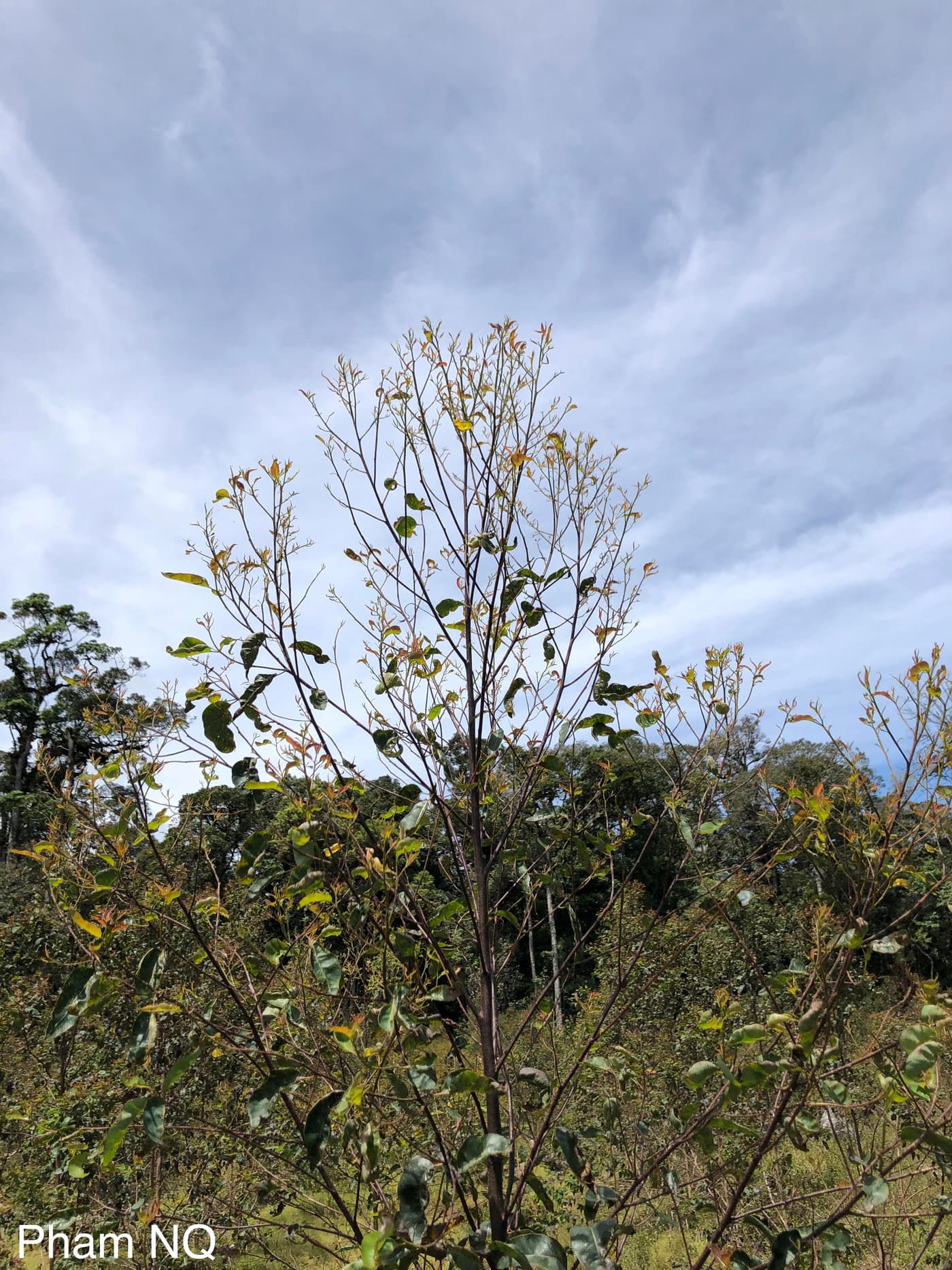 Feathering effect in susceptible clone