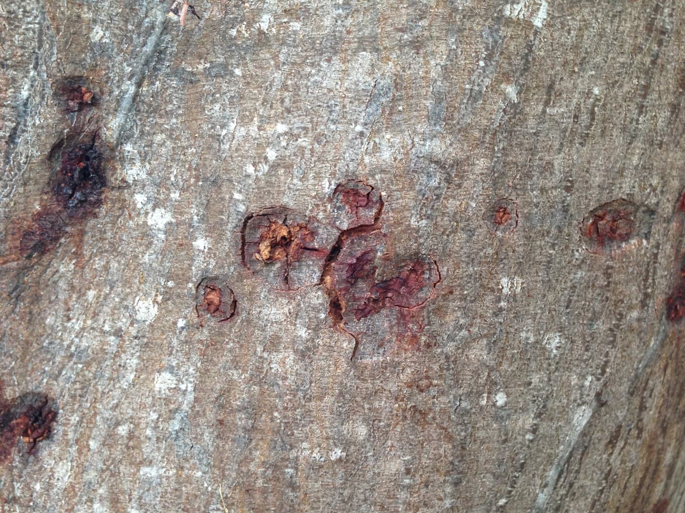 Polyphagous Shothole Borer / Euwallacea fornicatus