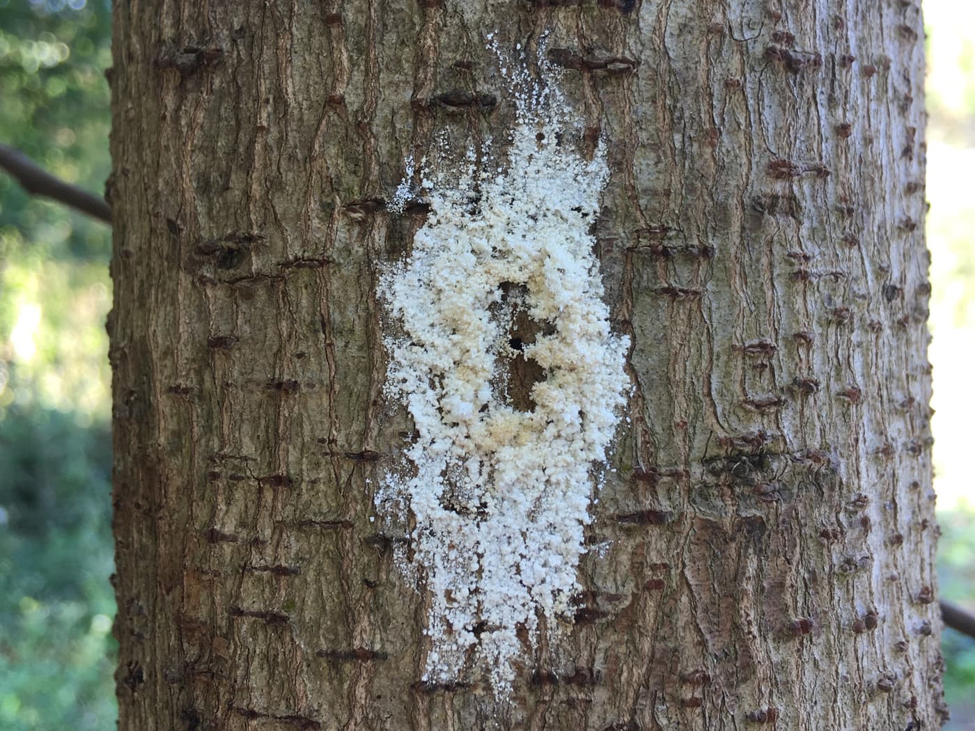 Polyphagous Shothole Borer / Euwallacea fornicatus