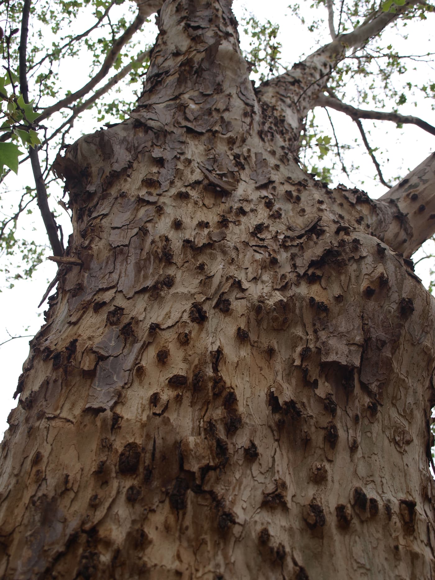 Polyphagous Shothole Borer / Euwallacea fornicatus